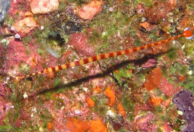 The elusive Nai'a pipefish? by Eric A