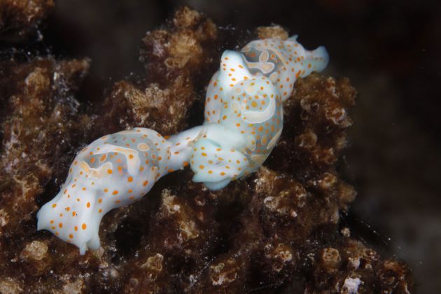 Cool Moon Snails by Dave. www.davidfleetham.com