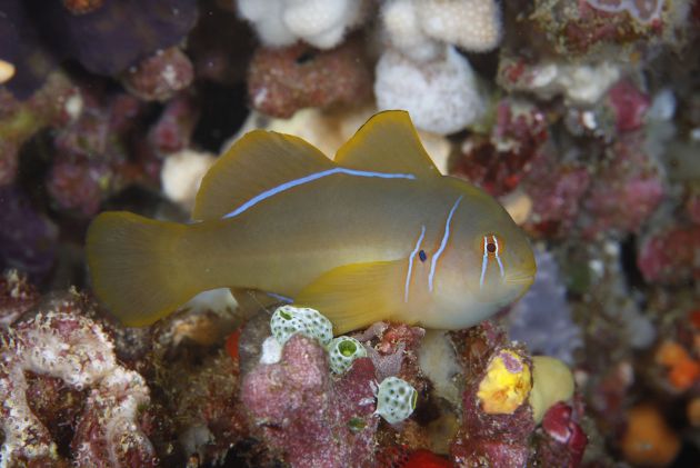 Citrus Goby by Dave. www.davidfleetham.com