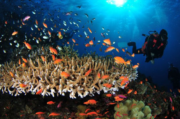 Great wide angle reef scene taken by Bill