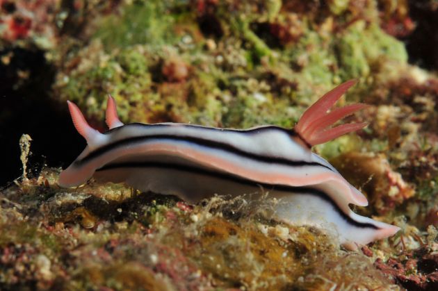 Nudi grazing taken by Bill