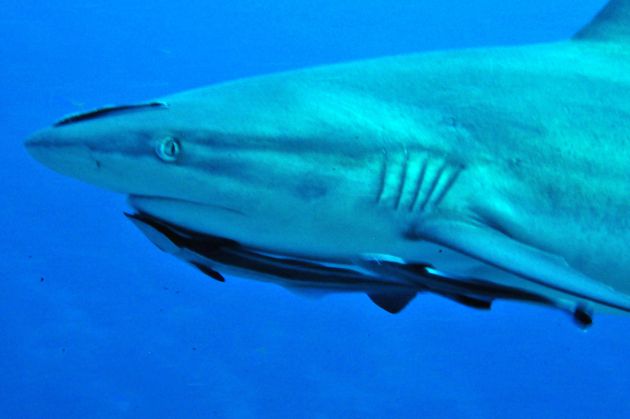 Bill gets up close with a Grey Reef Shark