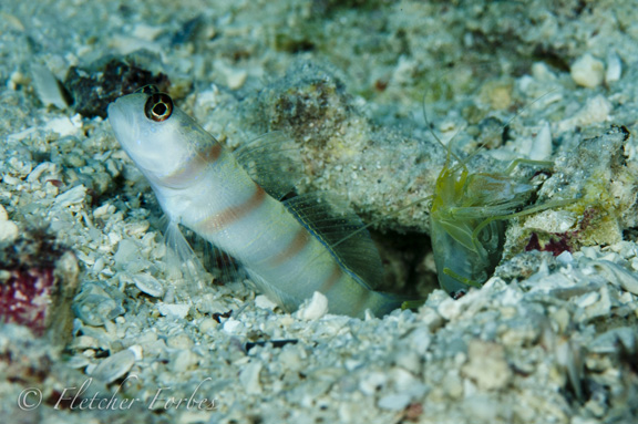 Shrimp hard at work: taken by Fletcher F.