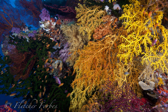 Some of Fiji's beautiful reef scenes; Taken by Fletcher F.