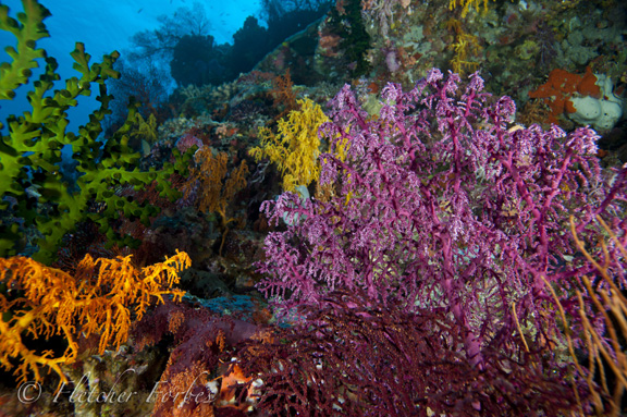 Colorful reef scene: captured by Fletcher F.