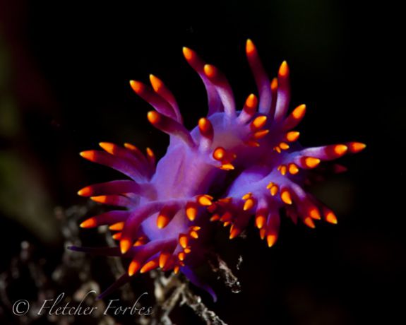 Colorful Nudi feeding on Hydro: taken by Fletcher