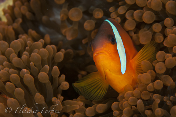 Fiji's own anemone fish; Taken by Fletcher F.