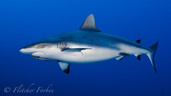 Grey Reef cruising the Passage: taken by Fletcher F.