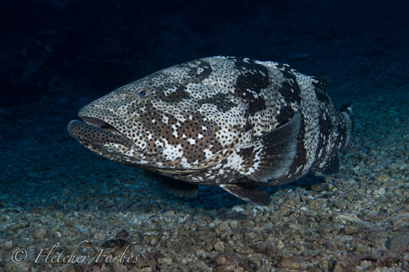 Curious grouper; Taken by Fletcher F.