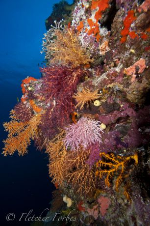 Stunning soft coral garden; Taken by Fletcher F.