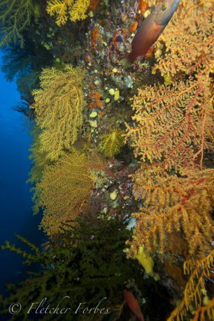 Yellow wall of sot coral in full display; Taken by Fletcher F.