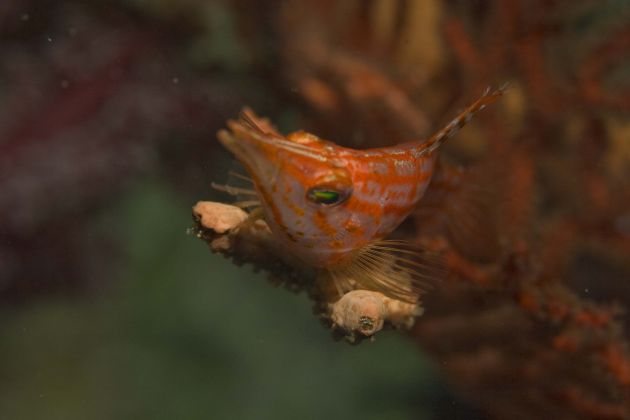 Long Nose Hawk Fish are hard to snap head on.