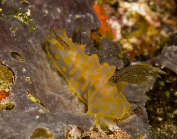 Lots of Nudi's on show this week!