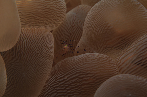 A Bubble Coral Shrimp hiding from Fritz