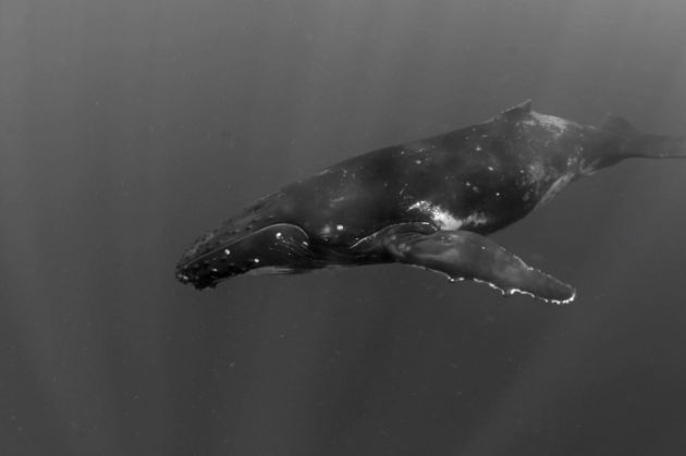 Humpback in Fiji - captured by Al