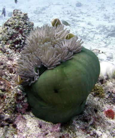 Anemone by Dan S.
