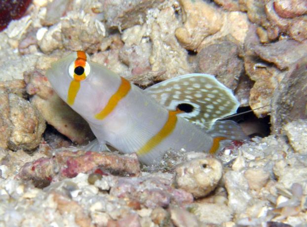 Dan shoots the Randal Goby posing with his fin ready!