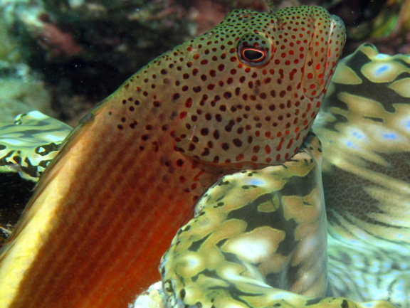 David get close up with a Hawk Fish