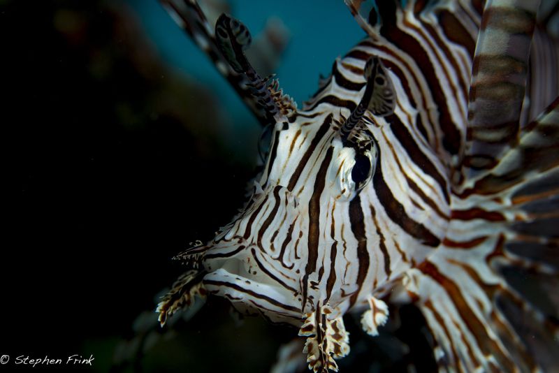 Lionfish by Stephen Frink