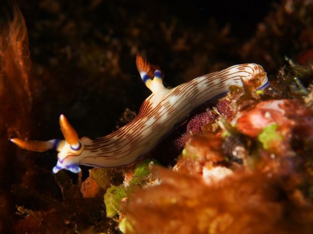 Sleek lined nembrotha - by Florent