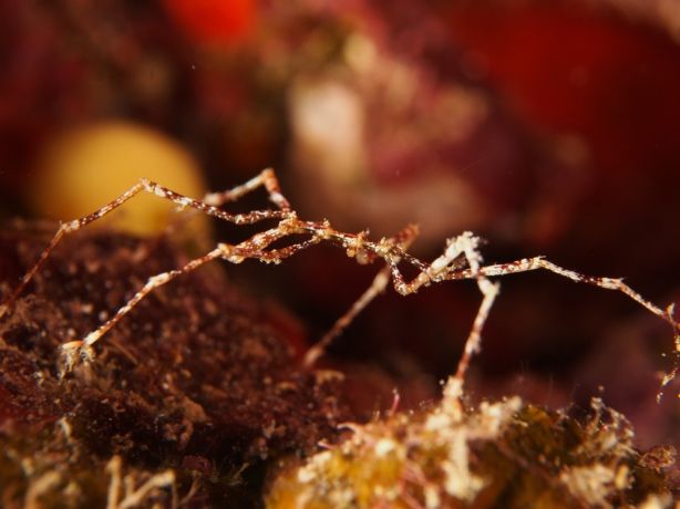 Itsy bitsy sea spider - by Florent