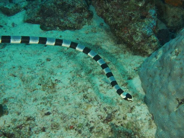 Don't eat our ornate ghost pipefish! - by Florent