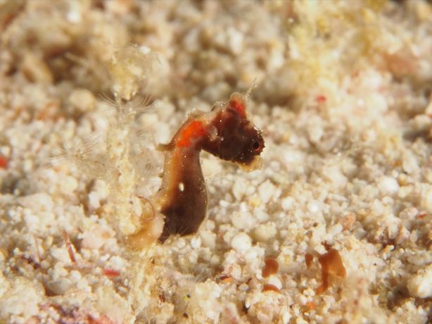Just to give you an idea how small this thing is, that's fine sand around this pygmy seahorse - by Florent