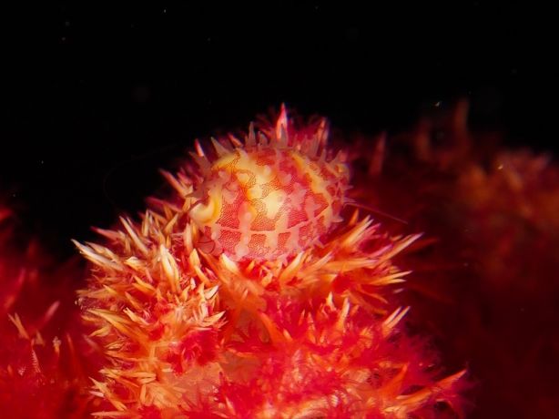 Miniscule egg cowrie on soft coral at night... are you kidding me? - by Florent