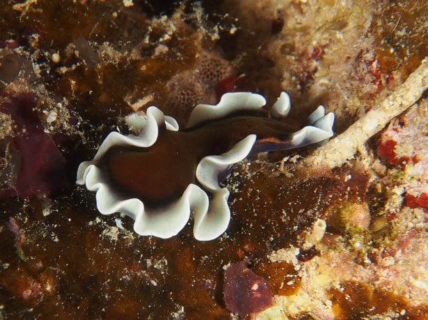 Not in the ID book. Let's call it the chocolate flatworm - by Florent