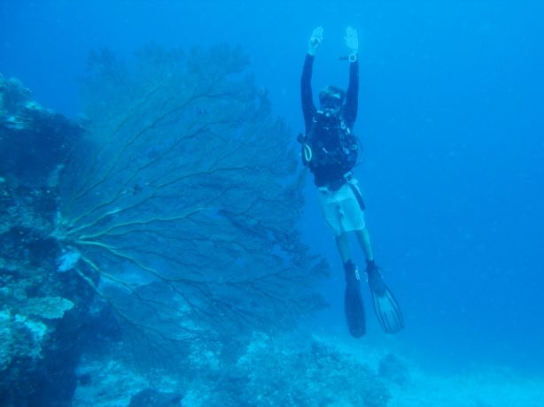 Let's see, I'm about 9' from fingers to fintips. That makes this sea fan more than 10' - by Florent