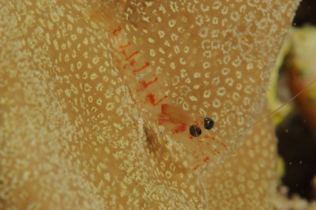 Coral polyps for size reference - by Franco