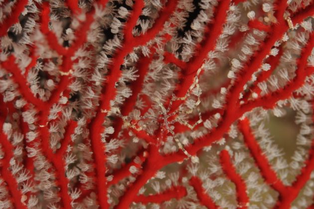 Slender sea spider on gorgonia - by Franco