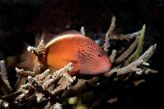 Freckled Hawkfish taken by Julie