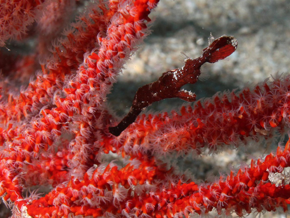 Thin Ghost Pipe Fish in Gau taken by Julie