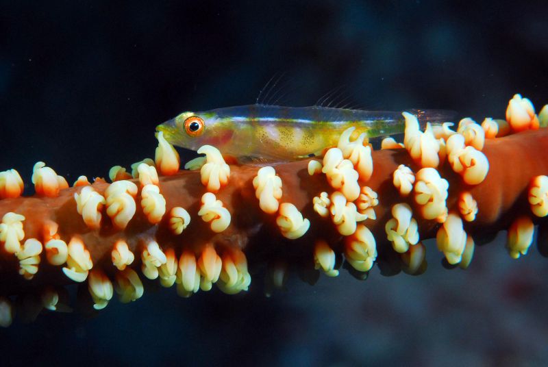 Whip Goby by Dick