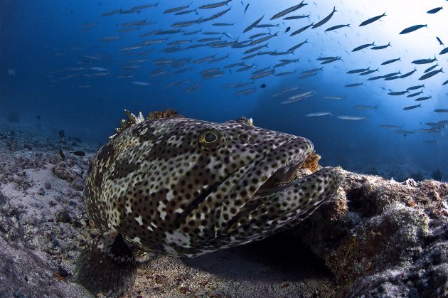 Grand Central Grouper by Erwin Filius