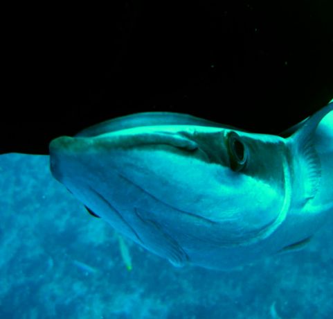 Shark sucker likes Helen. Symbiosis in the sea.