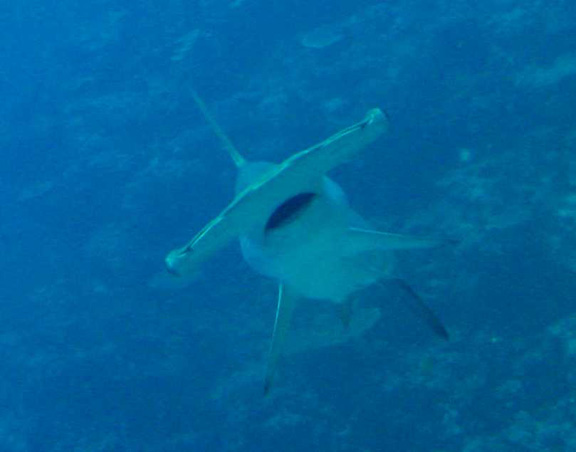 Helen gets up close with a hammerhead whilst running a transect!!!