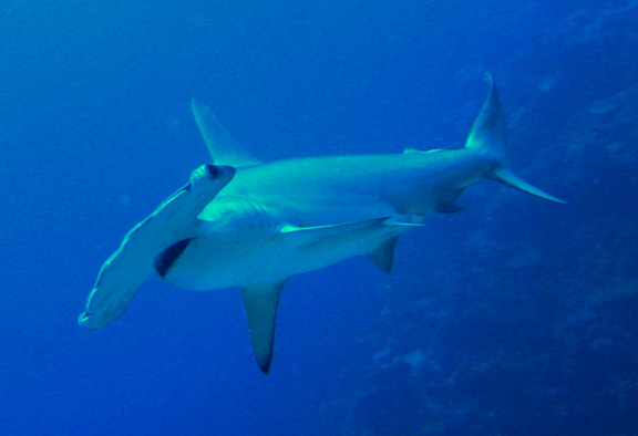 Helen gets great Hammerhead photos.