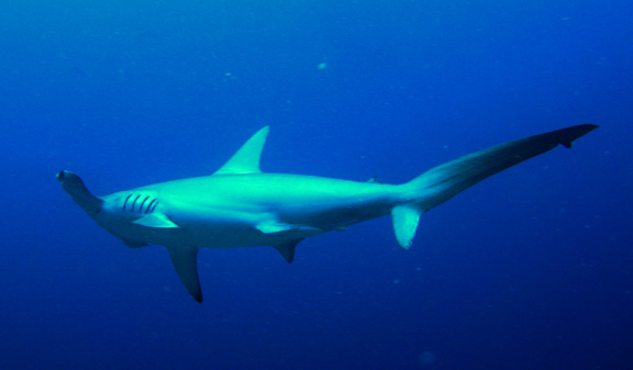 A Hammerhead cruises past Helen whilst diving at Wakaya.