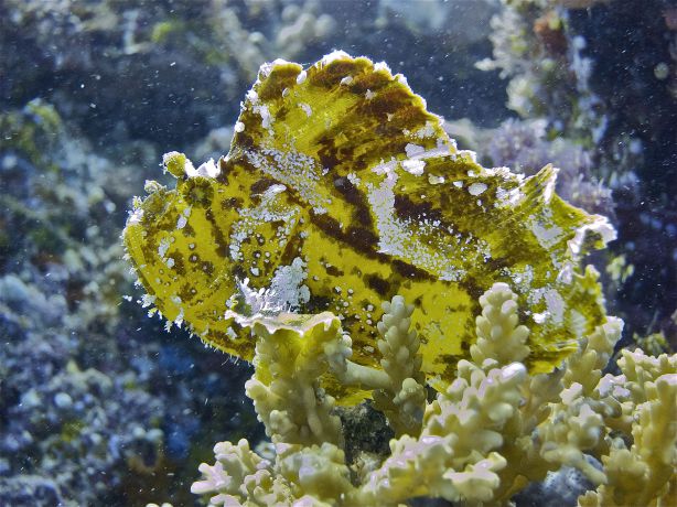 Leaf fish by Hugh