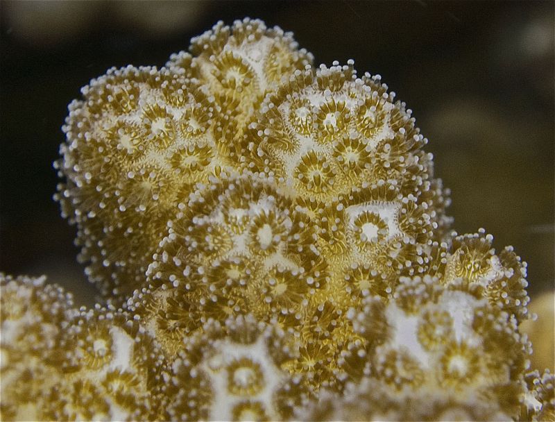 Coral close up by Hugh
