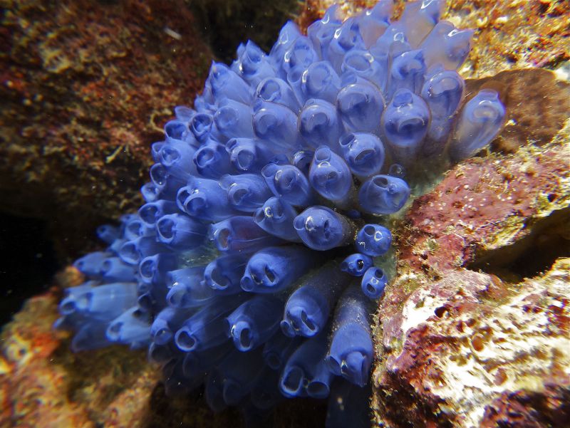 Tunicates by Hugh