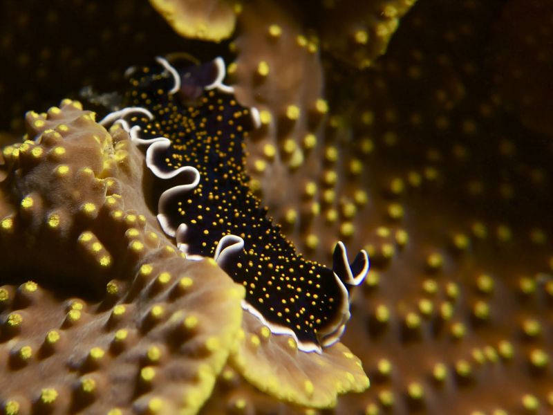 Polyclad Flatworm by Hugh