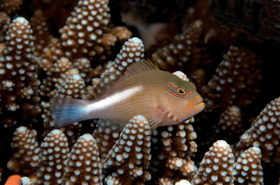 Julie waits patiently to capture the skitish Arc Eye hawk fish