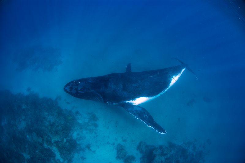 Swimming over reef by Erwin Filius