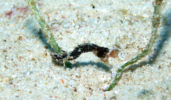 Pipehorse Fish taken by Susan