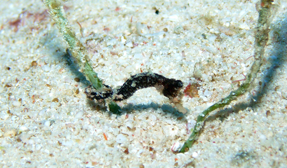 Pipehorse fish in the rubble: taken by Susan