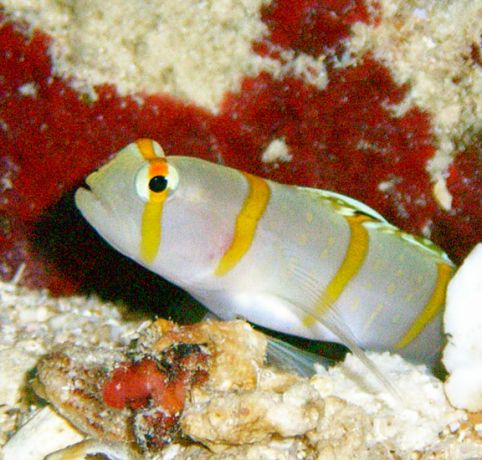 A Randall Goby poses for Susan