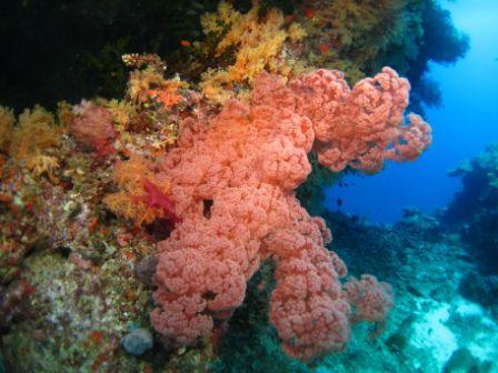 Beautiful Soft Coral from Allen